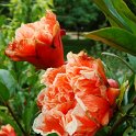 Punica granatum fleur P19